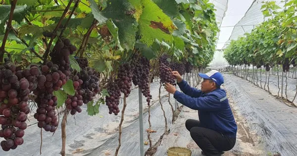 Xây dựng các mô hình nông nghiệp xanh gắn với bảo vệ môi trường