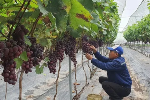 Xây dựng các mô hình nông nghiệp xanh gắn với bảo vệ môi trường