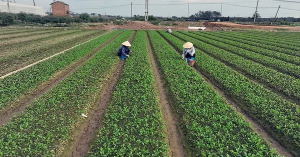 Bát Tràng tăng cường kiểm soát an toàn thực phẩm từ vùng rau