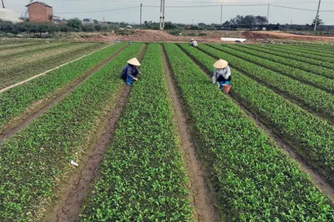 Bát Tràng tăng cường kiểm soát an toàn thực phẩm từ vùng rau