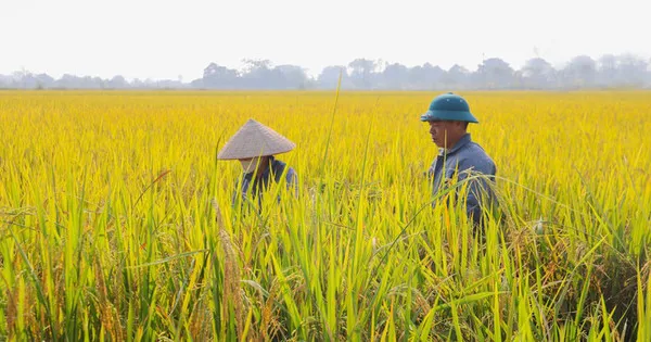 Xã Kiều Phú đưa công nghệ xuống đồng ruộng