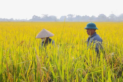 Xã Kiều Phú đưa công nghệ xuống đồng ruộng