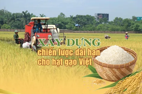 Xây dựng chiến lược dài hạn cho hạt gạo Việt