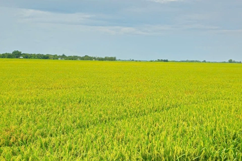 Điểm sáng An Ninh trong bức tranh toàn cảnh của Cần Thơ sau sáp nhập