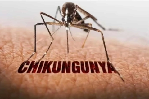 TP Hồ Chí Minh nguy cơ tái xuất hiện bệnh Chikungunya
