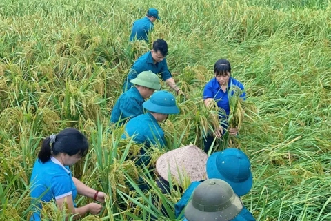 Các mức hỗ trợ cây trồng, vật nuôi bị thiệt hại do thiên tai, dịch hại tại Hà Nội