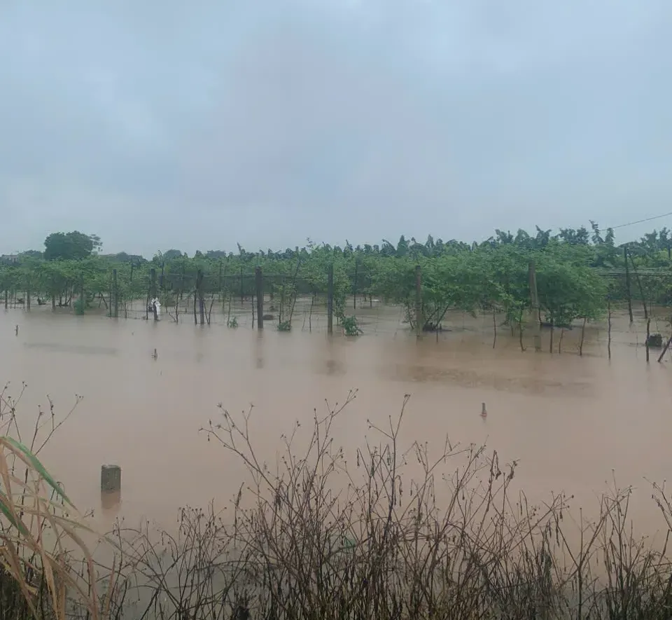 Bảo hiểm nông nghiệp thay đổi căn bản cách người nông dân ứng phó với rủi ro
