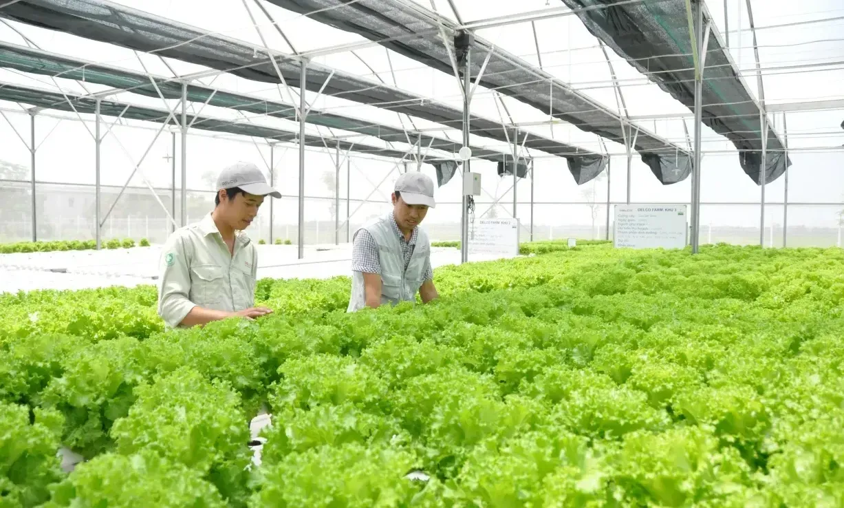 Hà Nội thông qua các chính sách hỗ trợ nhằm thúc đẩy chuyển đổi nông nghiệp theo hướng hiện đại