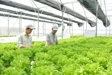 Hà Nội thông qua các chính sách hỗ trợ nhằm thúc đẩy chuyển đổi nông nghiệp theo hướng hiện đại