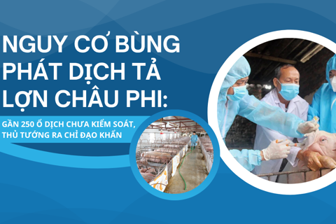 Nguy cơ bùng phát dịch tả lợn Châu Phi: Gần 250 ổ dịch chưa kiểm soát, Thủ tướng ra chỉ đạo khẩn