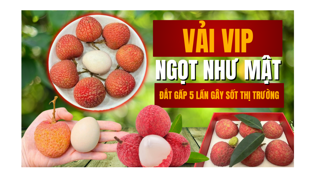 Vải vip, ngọt như mật, đắt gấp 5 lần gây sốt thị trường