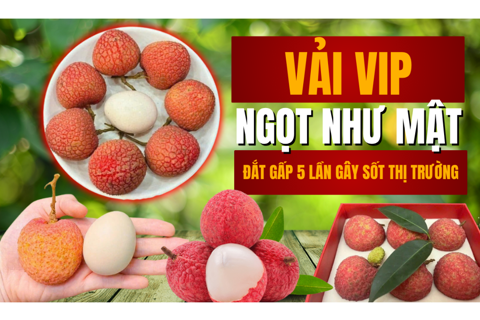 Vải vip, ngọt như mật, đắt gấp 5 lần gây sốt thị trường