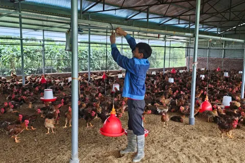 Phú Thọ siết chặt phòng, chống dịch bệnh gia súc, gia cầm vụ Đông Xuân 2025-2026
