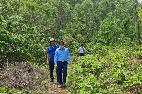 Phú Thọ: tăng cường giải pháp bảo vệ rừng, hướng tới phát triển lâm nghiệp bền vững