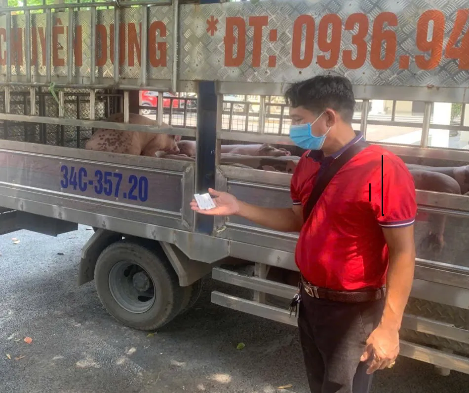 Phú Thọ: phát hiện vụ vận chuyển 1,6 tấn lợn nhiễm dịch tả lợn châu Phi
