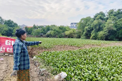 Phú Thọ: bèo rác dày đặc “bức tử” sông Cầu Bòn, người dân kêu cứu vì ô nhiễm