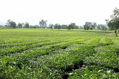 Phú Thọ: tái cơ cấu ngành chè, phát triển sản phẩm chất lượng cao gắn với du lịch