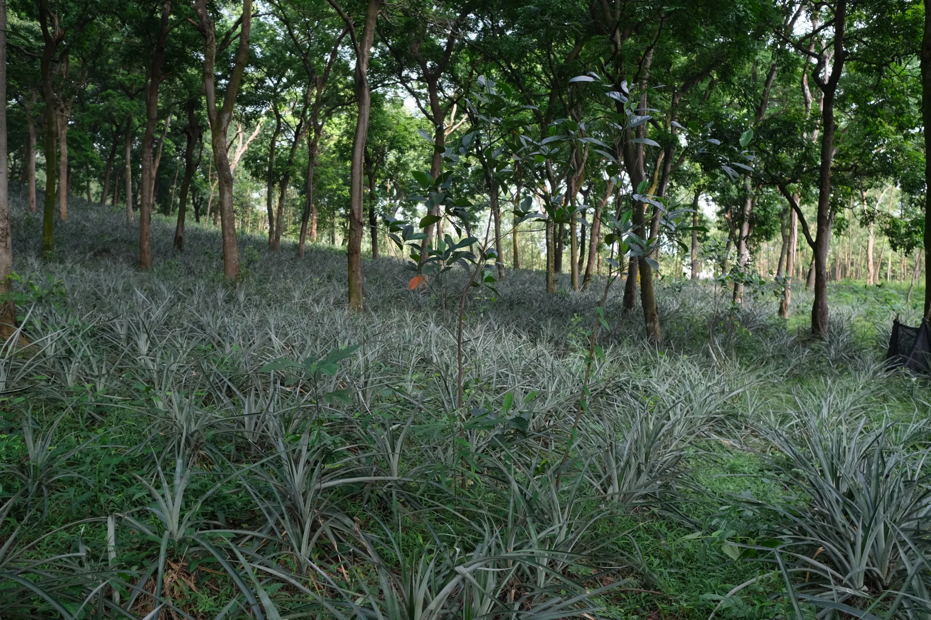 Phú Thọ sắp có chính sách mới về đầu tư trong lâm nghiệp và chi quỹ phòng, chống thiên tai
