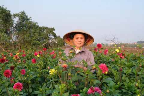 Phú Thọ: làng hoa Tiền Châu nhộn nhịp vào vụ Tết