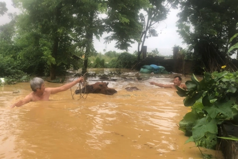 Phú Thọ: chủ động ứng phó, giảm thiểu thiệt hại do thiên mưa bão