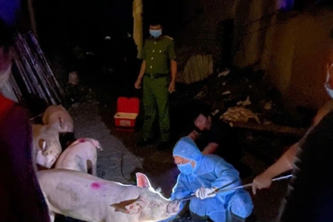 Phú Thọ: dịch tả lợn châu Phi lan rộng, hơn 36.000 con lợn bệnh bị tiêu hủy
