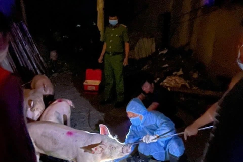 Tỉnh Phú Thọ: khẩn trương phòng chống dịch tả lợn châu Phi
