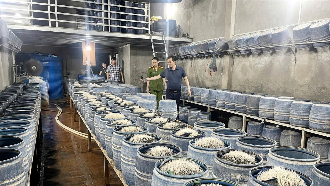 Lào Cai: phát hiện 2 cơ sở dùng chất cấm sản xuất hơn 300 tấn giá đỗ
