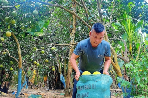 Đưa thanh trà Huế vươn xa: từ vườn nhà ra siêu thị lớn