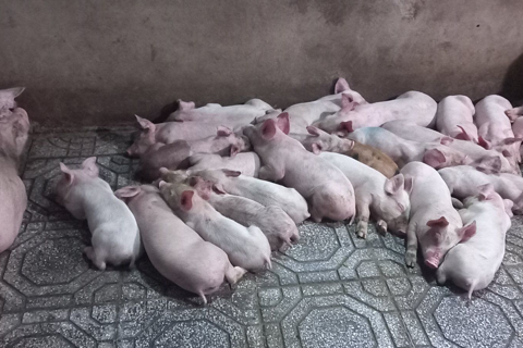 Lào Cai: tăng cường kiểm soát giết mổ, bảo đảm an toàn thực phẩm phục vụ Tết 2026