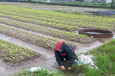 Hưng Yên: gần 26.000 ha lúa bị ngập úng do ảnh hưởng của bão số 3