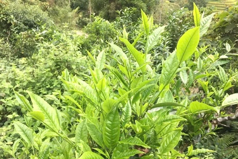 Tuyên Quang phát triển nông nghiệp công nghệ cao, mở rộng thị trường xuất khẩu