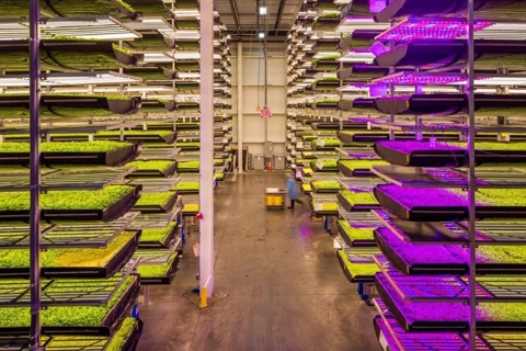 Indoor Vertical Farming – Cách mạng nông nghiệp giữa lòng đô thị