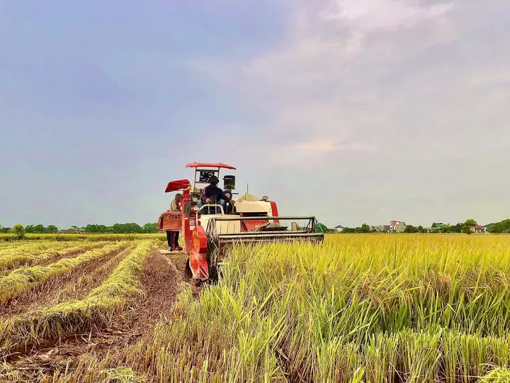 Lúa Xuân Nam Định đạt năng suất cao, thu hoạch rộ từ giữa tháng 6