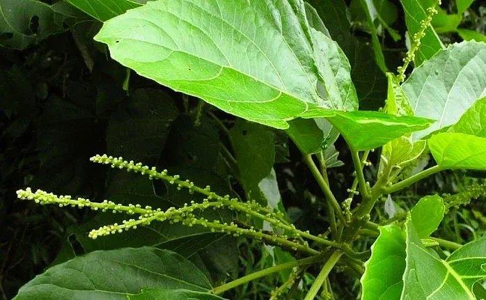 Ninh Bình: bé 3 tuổi nhập viện vì ngộ độc nước lá lộc mại