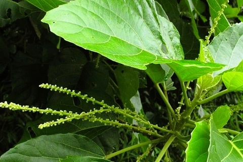 Ninh Bình: bé 3 tuổi nhập viện vì ngộ độc nước lá lộc mại