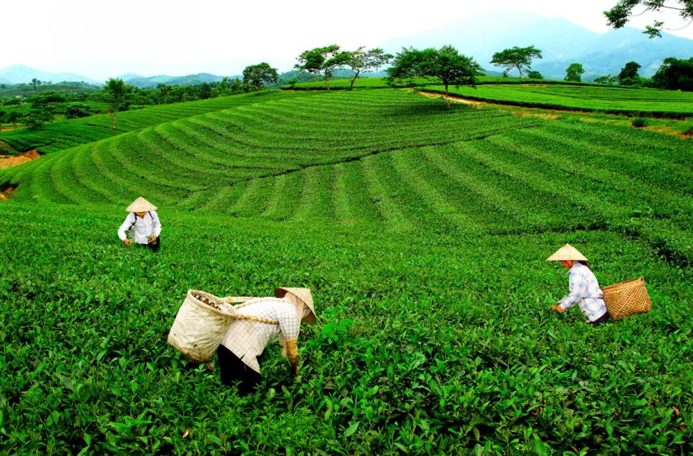 Thái Nguyên đặt mục tiêu đưa chè thành cây “tỷ đô”