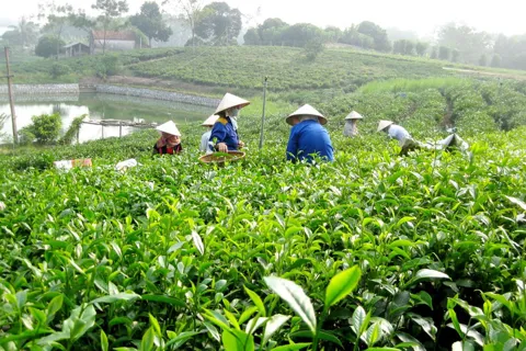 Thái Nguyên: phát huy giá trị chỉ dẫn địa lý, nâng tầm nông sản địa phương
