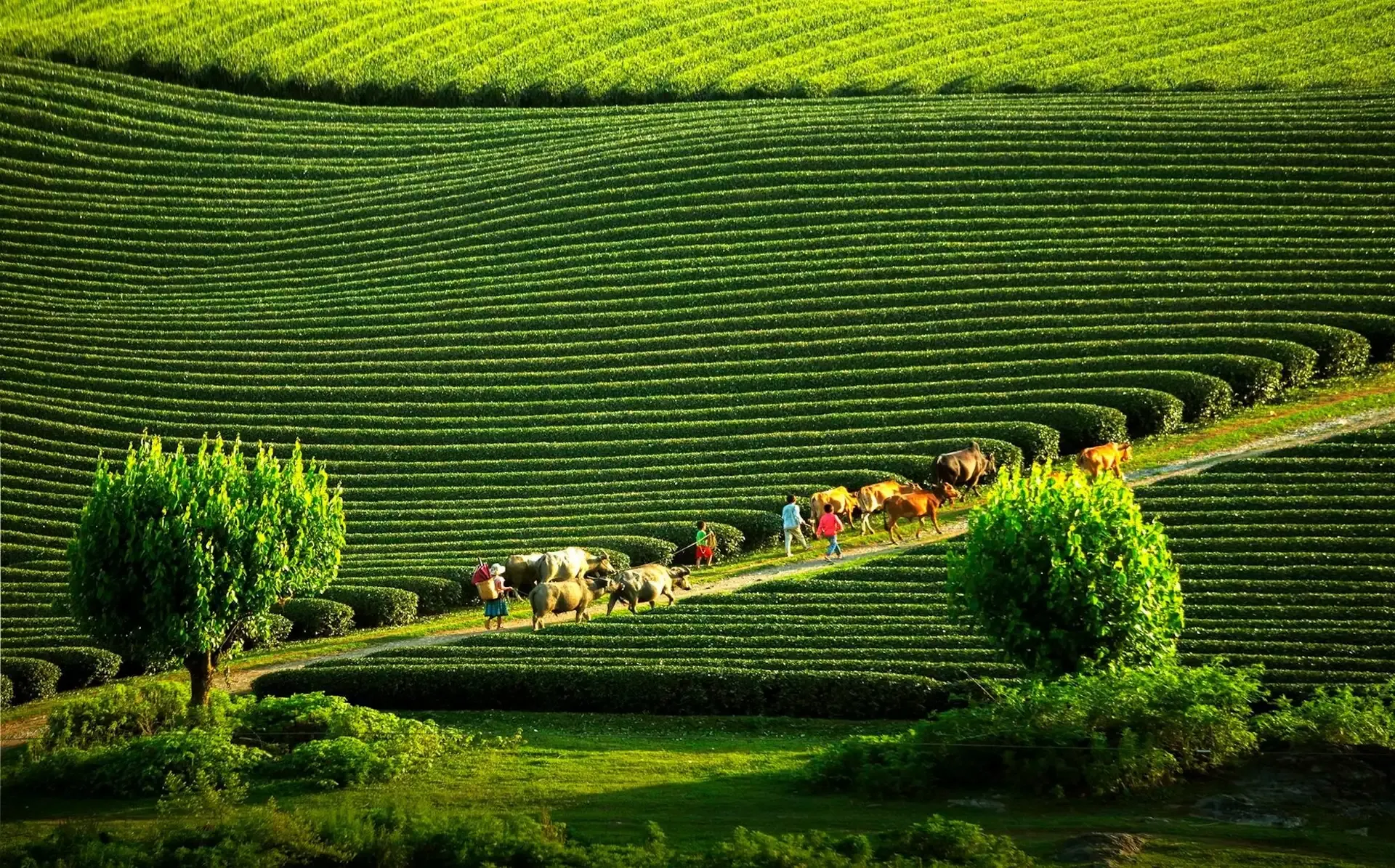 Du lịch nghỉ dưỡng kết hợp giải trí: hướng đi mới cho Sơn La
