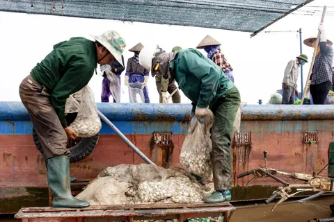 Hưng Yên phát triển nghề nuôi ngao giống
