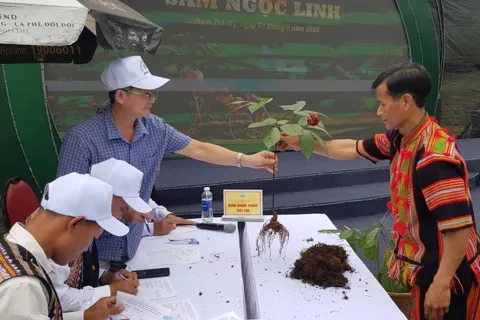 Đà Nẵng đa dạng hóa các sản phẩm dược liệu với sâm Ngọc Linh làm chủ lực