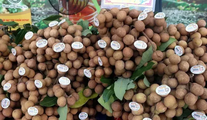 Nhãn đặc sản Hưng Yên vào vụ, khách đặt trước cả khi quả chín