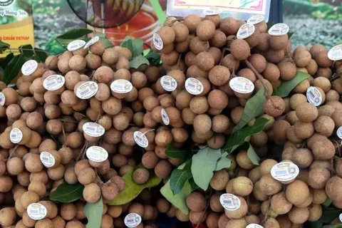 Nhãn đặc sản Hưng Yên vào vụ, khách đặt trước cả khi quả chín