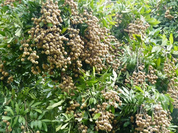 Hình ảnh 1