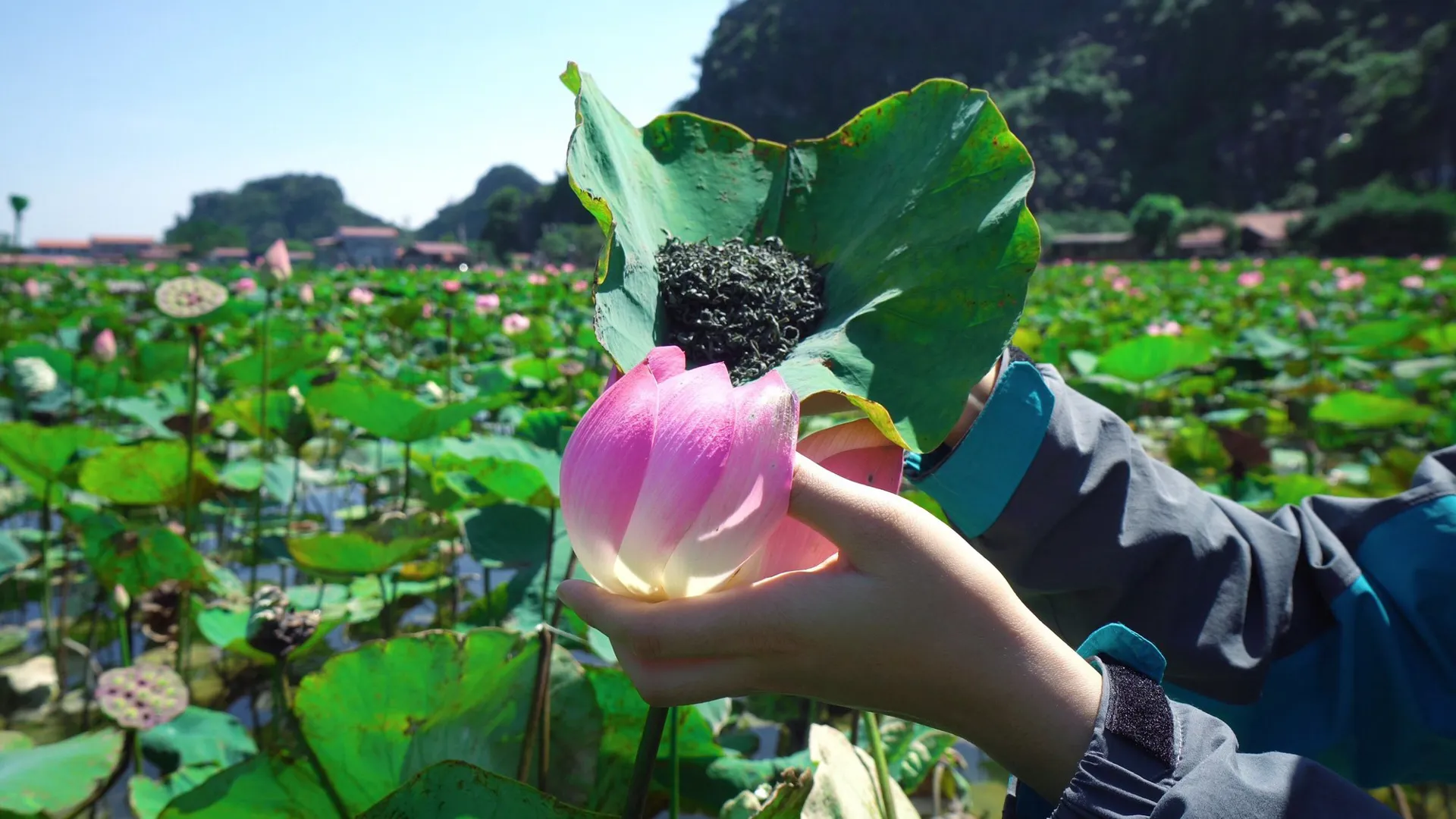 Ninh Bình phát triển nông nghiệp xanh gắn với du lịch trải nghiệm