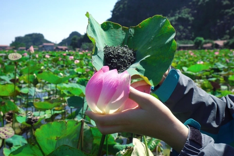 Ninh Bình phát triển nông nghiệp xanh gắn với du lịch trải nghiệm