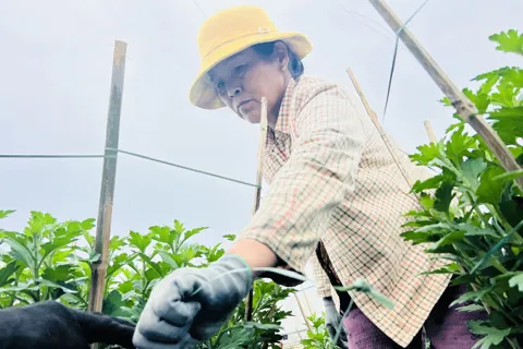 Đà Nẵng rộn ràng vào mùa hoa Tết