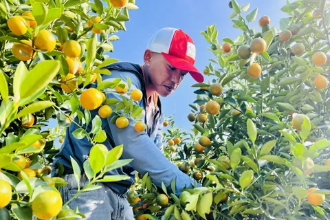 Thủ phủ quất cảnh miền Trung nhộn nhịp vụ Tết