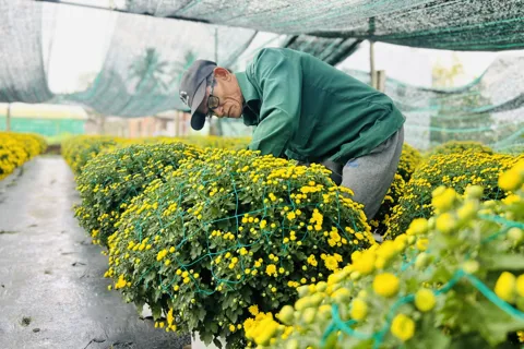 Làng hoa hơn 20 năm tuổi ở Đà Nẵng tất bật trước Tết