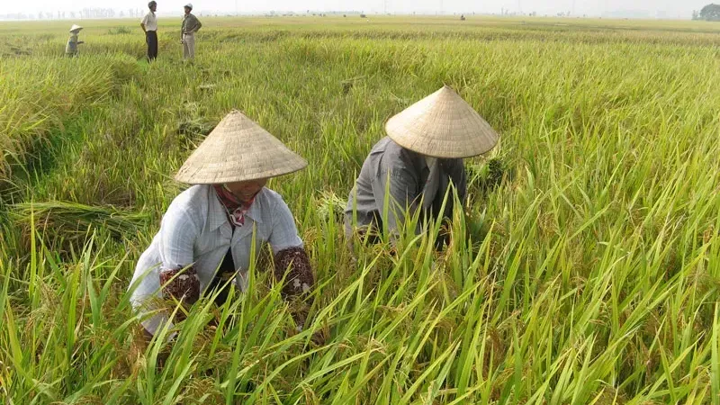Hình ảnh 1