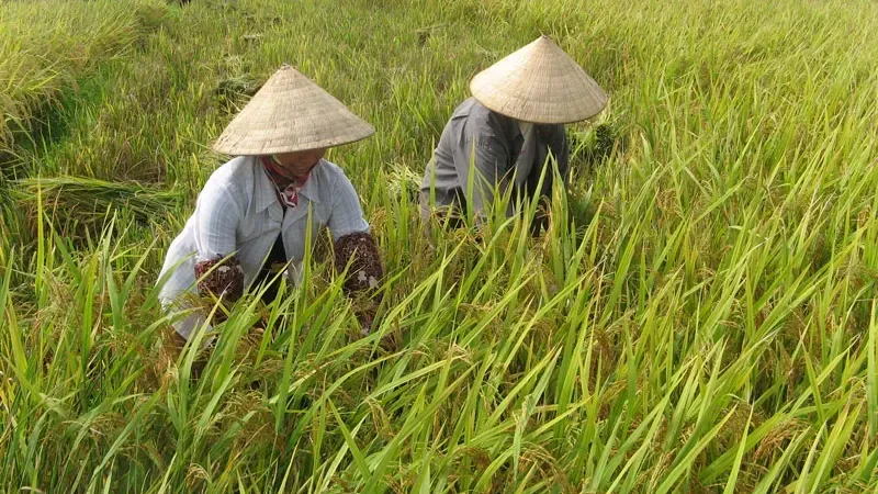 Hình ảnh 1